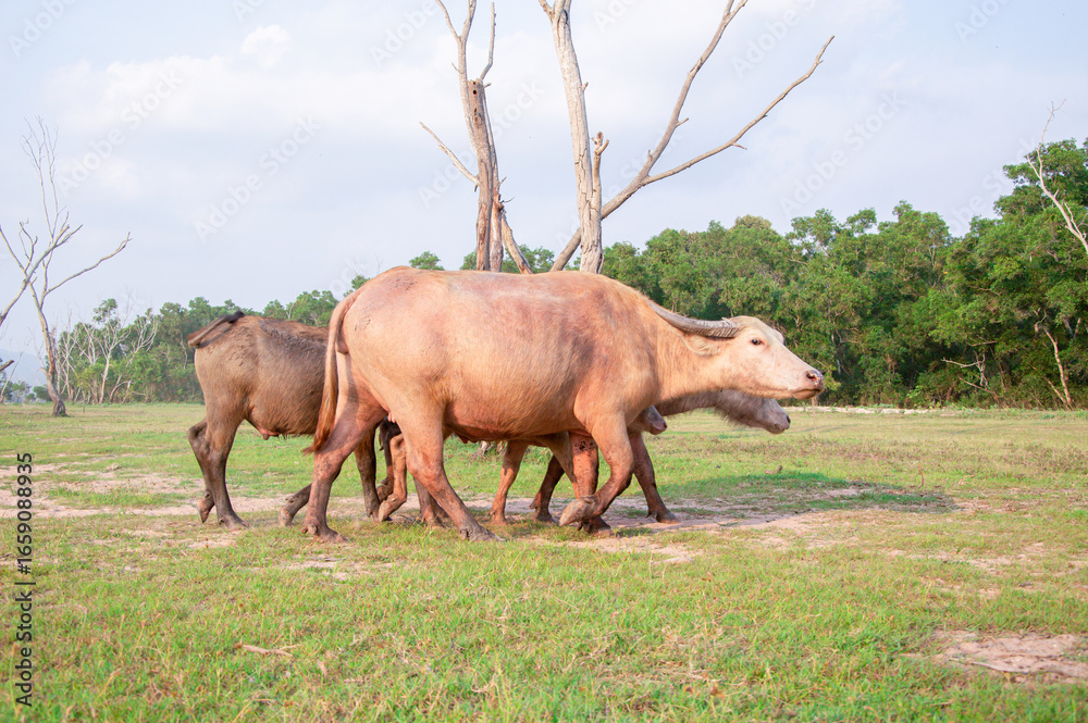 Fototapeta premium A herd of Thai buffalo are walking on wide field