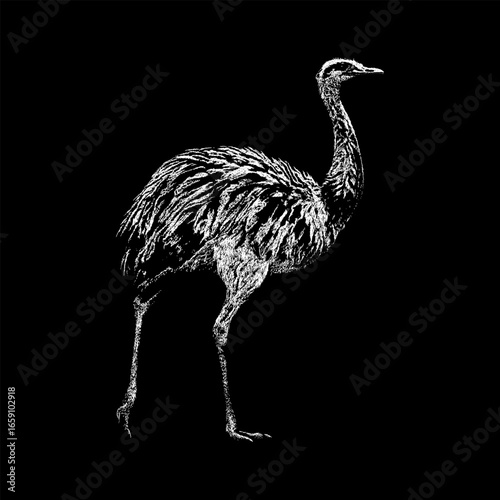 Detailed vintage illustration of a Rhea, a large flightless bird native to South America, showing its characteristic long legs, long neck, and feathered body on black background