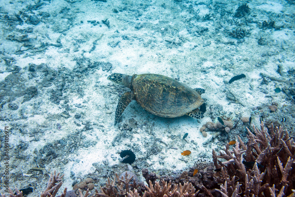 Obraz premium Portrait of a young Hawksbill Sea Turtle (Eretmochelys imbricata) gliding above the reef in the tropical waters of Lady Elliot Island on the Great Barrier Reef, Queensland.