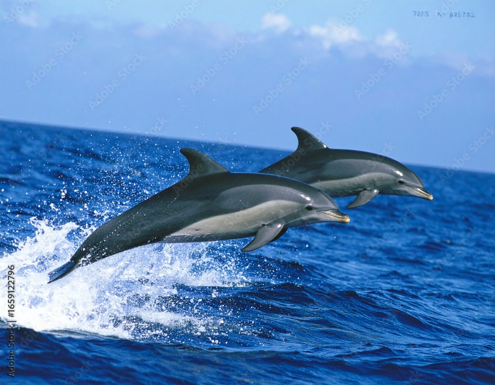 Fototapeta premium dolphin