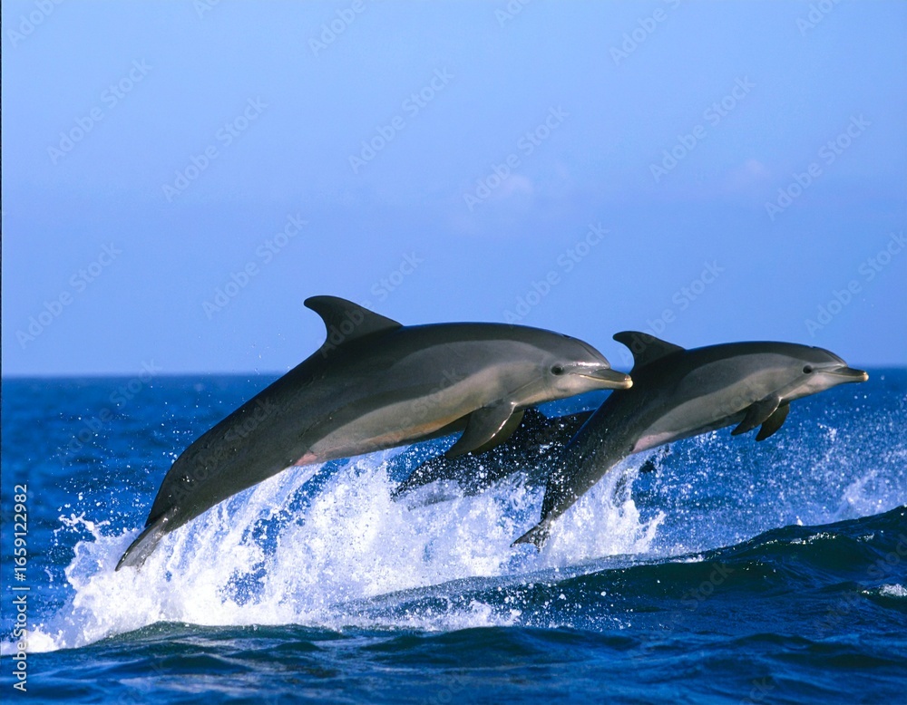 Obraz premium dolphin