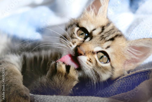 Obraz na plátně Funny tabby cat lies on the couch and licks the paws, showing tongue, humor