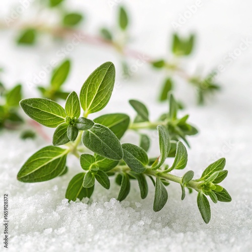 fresh thyme on a white background