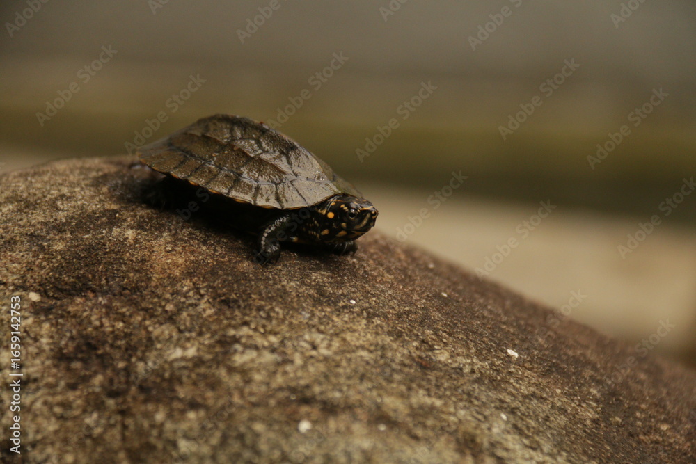 Obraz premium A beautiful Tortise in my Home Garden, Sri Lanka