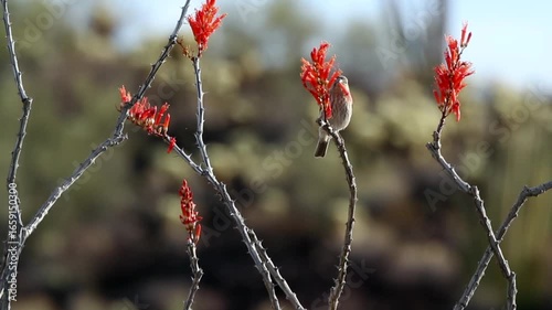 House Finch feeds on red flowers of an Ocotillo cactus in southern Arizona in spring