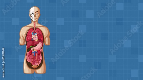 Animated Blood Flow Pathway Through the Human Heart
