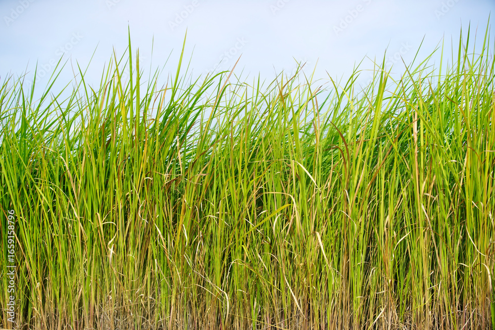Obraz premium Lush Green Grass Blades Against Clear Sky Background in Natural Setting