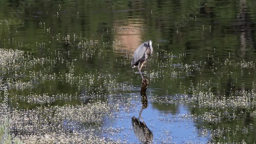 Great Blue Heron struggles to turn around on a submerged branch in Sugarite Canyon State Park in New Mexico