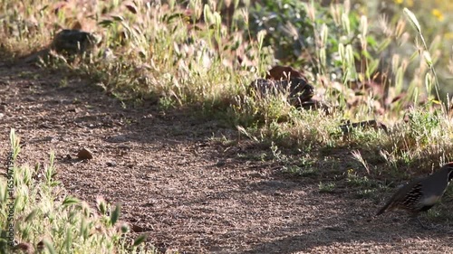 Gambel’s Quail on a trail in dawn light in Arizona