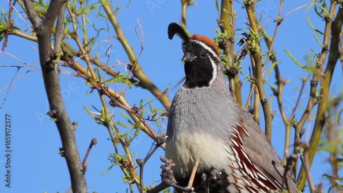 Closeup of a Gambel’s Quail calling in a tree in early morning light in Arizona