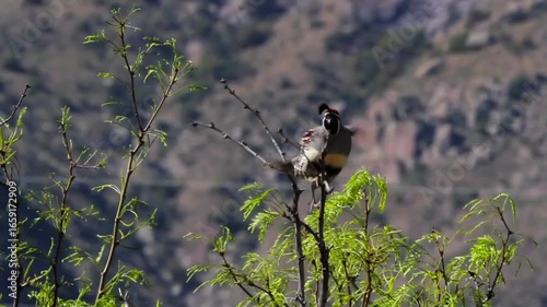 Closeup of a Gambel’s Quail calling in a tree in early morning light in Arizona