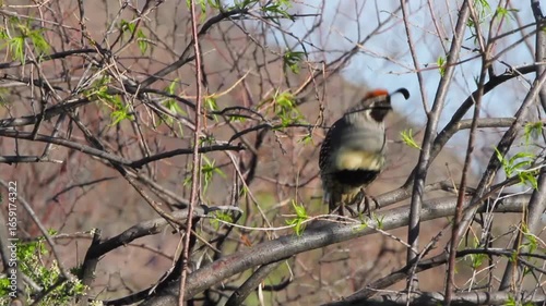 Closeup of a Gambel’s Quail calling in a tree in early morning light in Arizona