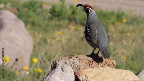 Closeup of a Gambel’s Quail on a rock in early morning light in Arizona