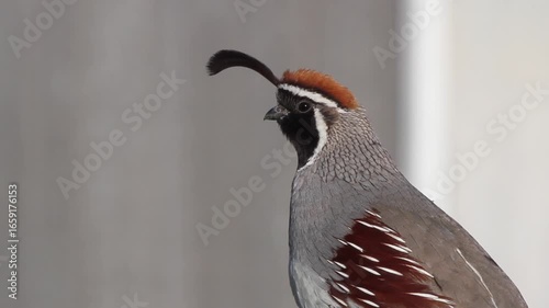 Closeup of a Gambel’s Quail calling in early morning light in Arizona