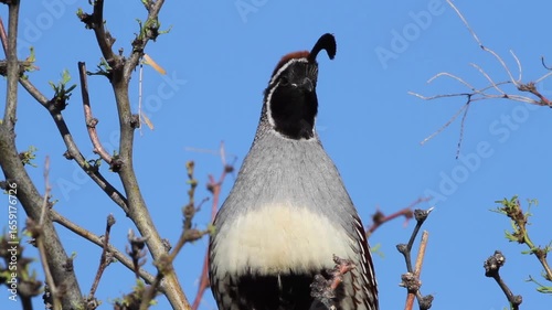 Closeup of a Gambel’s Quail calling in a tree in early morning light in Arizona