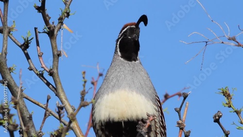 Closeup of a Gambel’s Quail calling in a tree in early morning light in Arizona, with sound