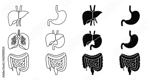 Human digestive system organs and intestines illustrations in various styles