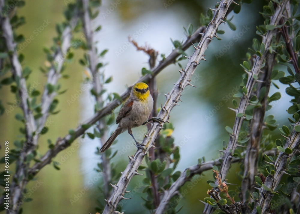 Naklejka premium Verdin Posing on a limb