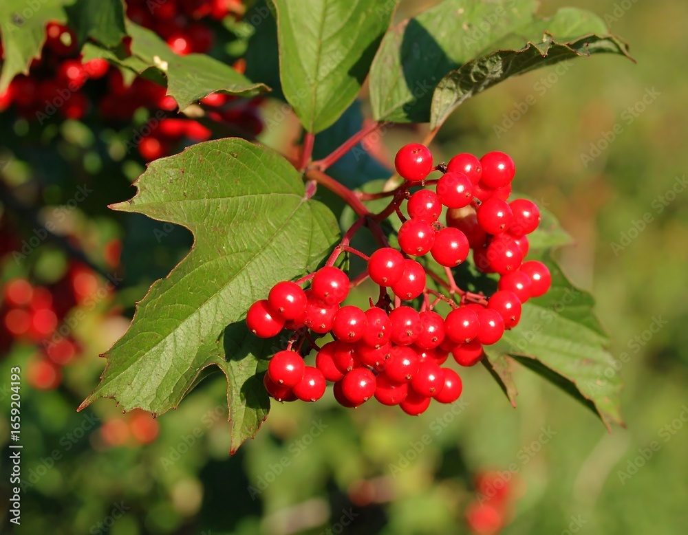 Fototapeta premium Red berries on branch with green leaves