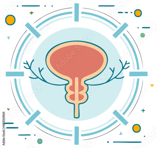 Bladder Illustration with Pelvic Anatomy Surrounded by Circular Shapes