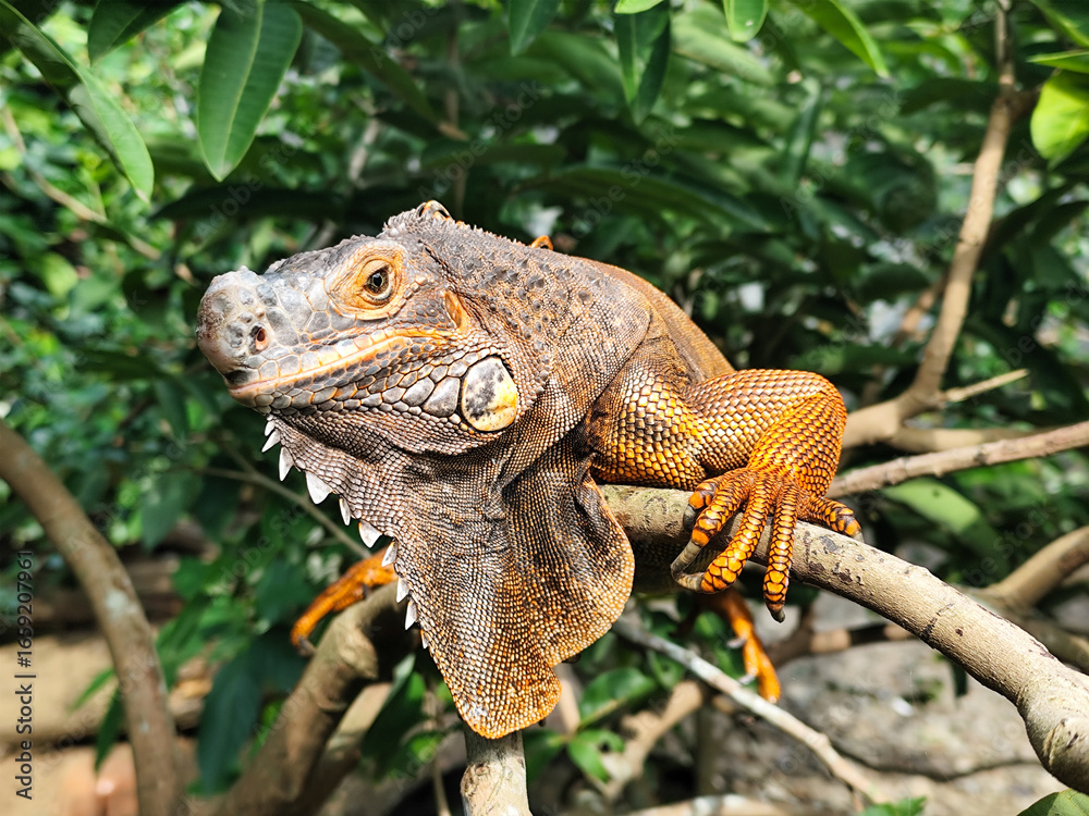 Fototapeta premium Orange iguana is sunbathing on a green leafy tree trunk, in the morning, with a natural blurred background.
