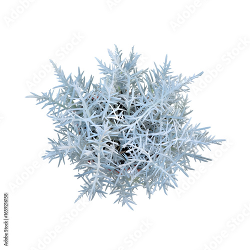 Aerial View of Silver Dusty Miller Plant;  Unique Textured Creeper, Potted Plant, Isolated on Black.