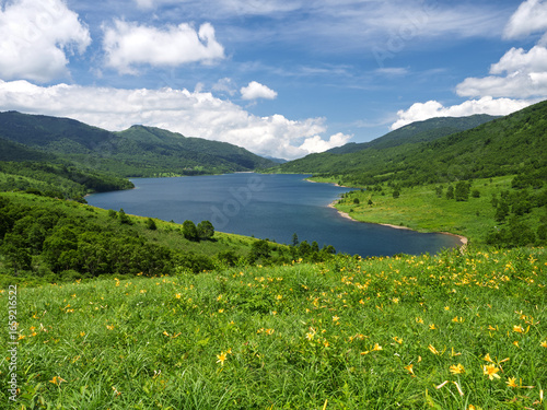 初夏の野反湖とノゾリキスゲ（ニッコウキスゲ）