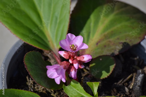 Hortensia de invierno en flor