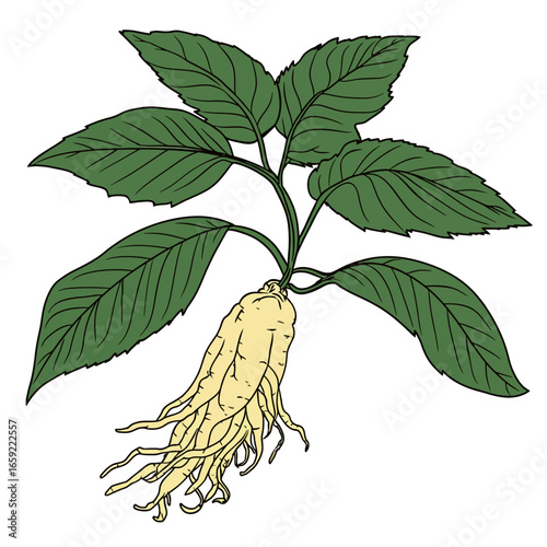 Vector ginseng leaf 