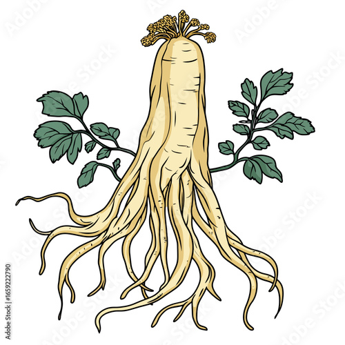 Ginseng leaf isolated on white background 