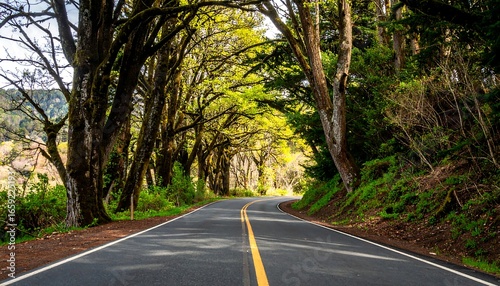 Scenic forest road