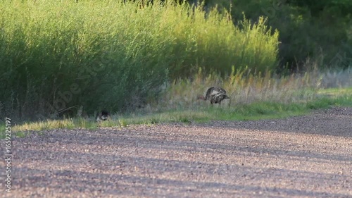 Two female Wild Turkeys feed beside a road in spring, with ambient sound