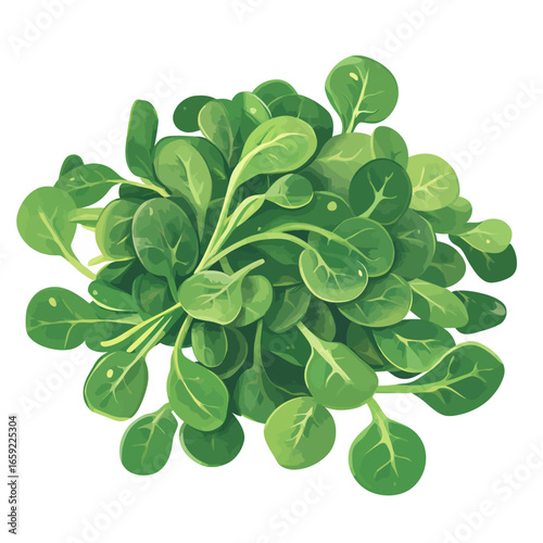 Illustration of a green spinach 