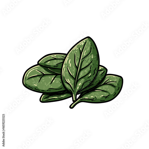 Green spinach isolated white background 