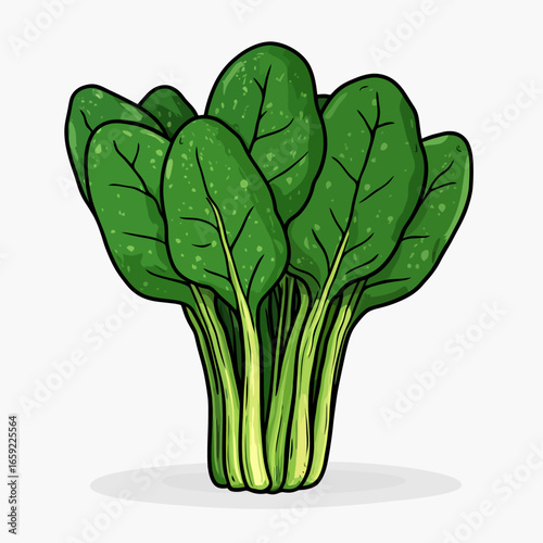 Green spinach isolated white background 