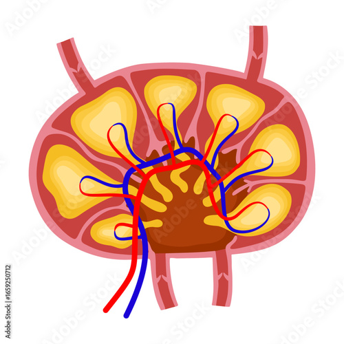 Lymph node vector illustration by hand drawn 