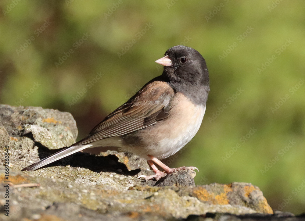 Obraz premium dark-eyed junco