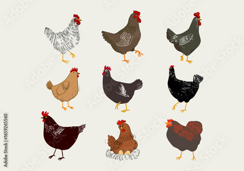 Hen, chicken, animal poultry farm hand drawing isolated vector illustration. Sketch, line art farm animal concept.