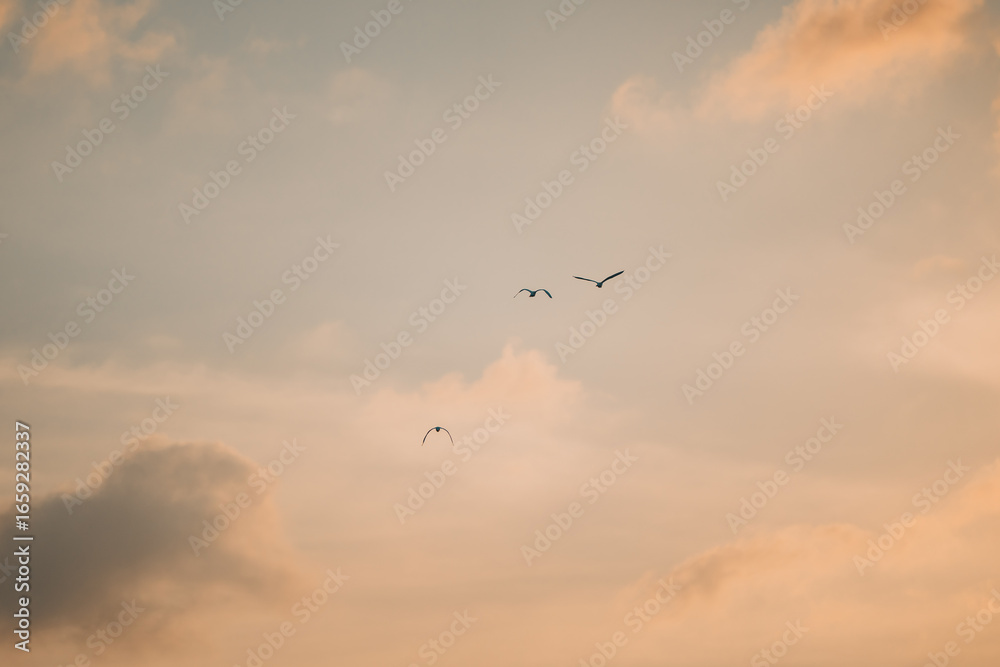 Obraz premium 석양에 만난 여주