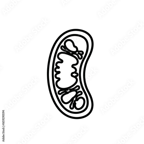 Detailed Line Drawing of a Mitochondrion Organelle with Clear Cellular Structure on White Background for Educational Illustration