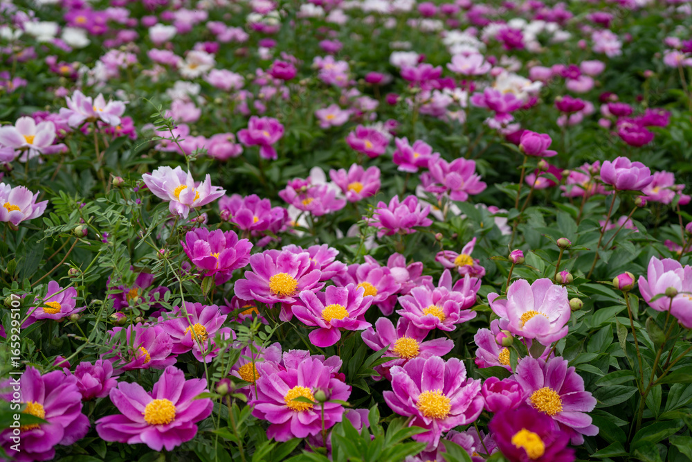 Naklejka premium 6월달 꽃 작약