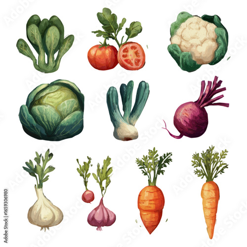 Fresh Vegetables Collection with Cabbage, Carrots, Tomatoes, and Cauliflower Illustration