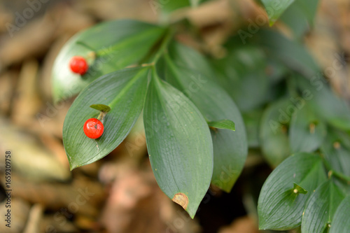 Obraz na plátně spineless butcher's broom growing in the forest