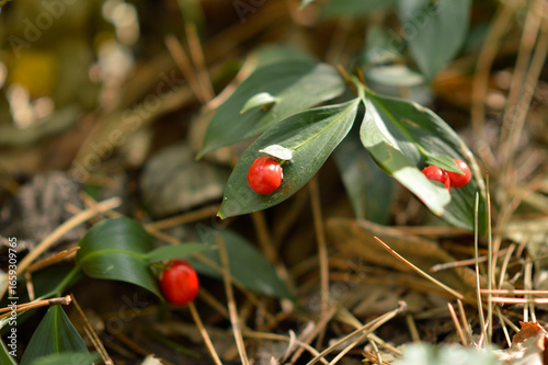 Fotografie spineless butcher's broom growing in the forest