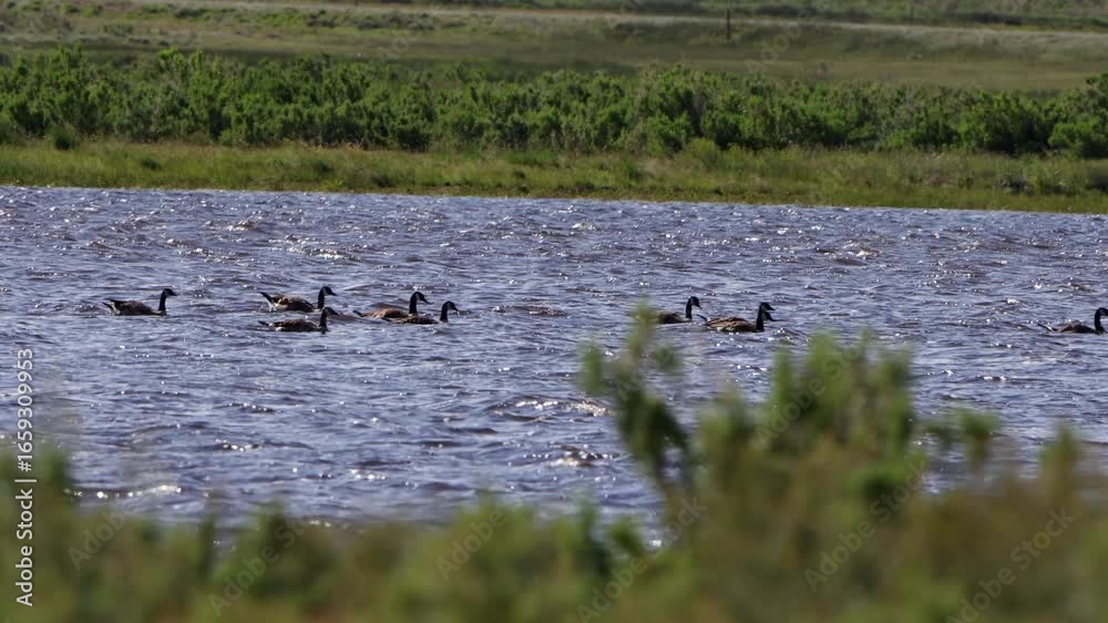 Canada Geese swim in fast-moving blue water in a river at Arapaho National Wildlife Refuge Canada Geese swim in fast-moving blue water in a river at Arapaho National Wildlife Refuge