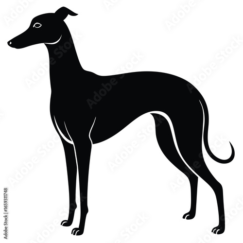 whippet vector