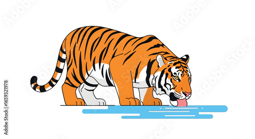 Striped Orange Tiger Drinking Water in Isolated White Background Simple Flat Graphic Vector Art Design Representing Asian Wildlife