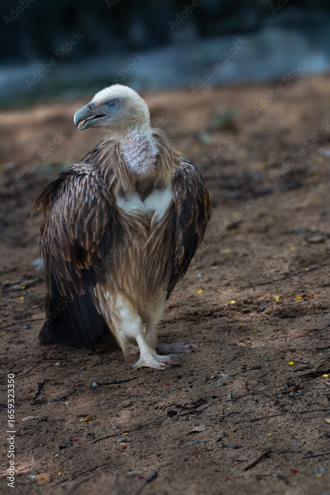 Fototapeta premium Himalayan Griffon Vulture, picture clicked at Vandalur Zoo, Arignar Anna Zoological Park, Chennai, Tamil Nadu, South India, India