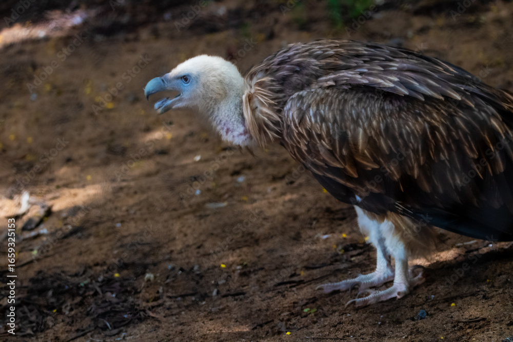 Fototapeta premium Himalayan Griffon Vulture, picture clicked at Vandalur Zoo, Arignar Anna Zoological Park, Chennai, Tamil Nadu, South India, India