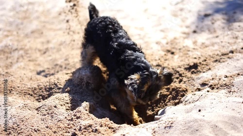 Yorkshire Terrier digs a hole in the sand on the beach